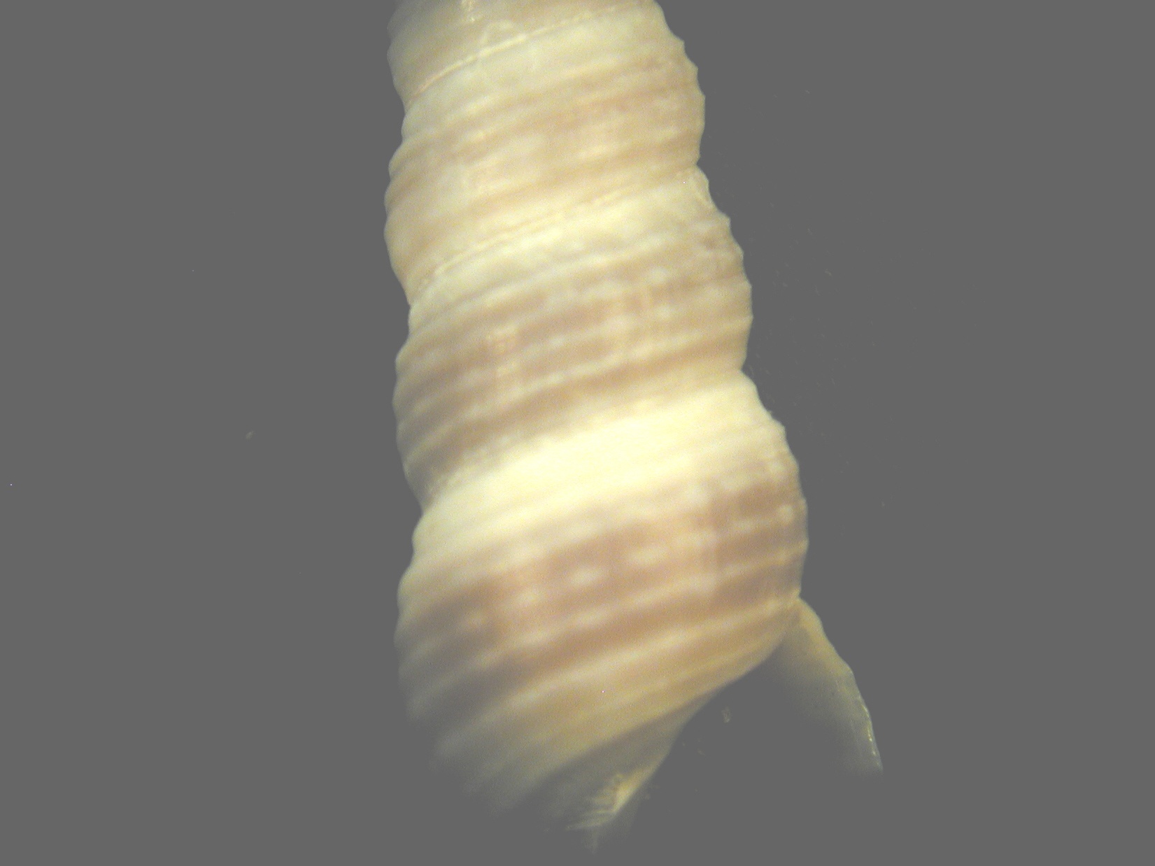 Mesalia mesal e Mesalia  brevialis?